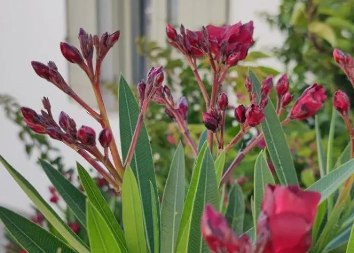 White House With Sea View *